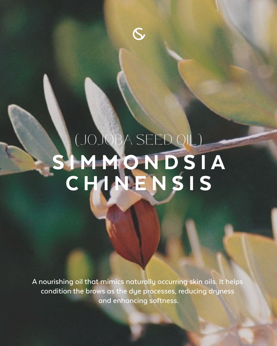 Supercilium Brow Henna Dye - Medium Brown